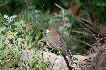Wild Laughingthrush in Dense Forest