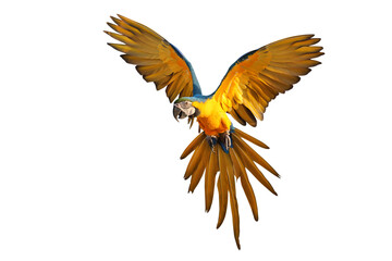 Colorful flying Blue and Gold Macaw parrot isolated on transparent background png file	
