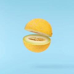 Fresh ripe Galia Melon falling in the air isolated on blue background