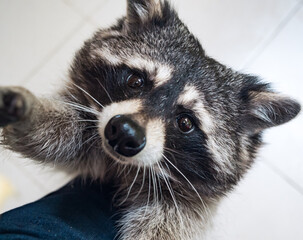 Raccoon with distinctive markings stares curiously at the viewer while reaching out with its paw