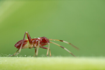 Macro close-up of a red insect with yellow stripes on a vibrant green leaf
