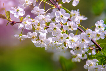 Cherry blossom branch in the garden in spring
