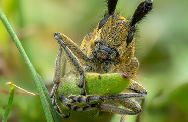 Macro shot of a beetle holding a green leaf in a vibrant natural setting

