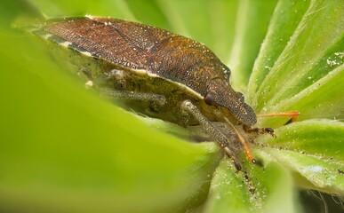 Close-up macro image of a textured green and brown beetle on a leaf
