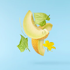 Fresh ripe Galia Melon with green leaves falling in the air isolated on blue background