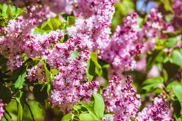 Pink lilac blooms in the Botanical garden