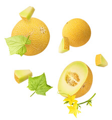 Fresh ripe Galia Melon with green leaves falling in the air isolated on white background