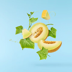 Fresh ripe Galia Melon with green leaves falling in the air isolated on blue background