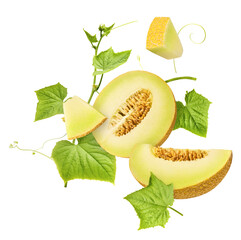 Fresh ripe Galia Melon with green leaves falling in the air isolated on white background