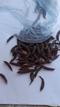 Manual Pod Shelling and Seed Selection of Huizache (Vachellia farnesiana) for Sowing
