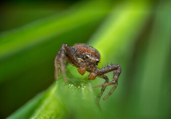 Macro view of a small brown spider perched on a green leaf in a natural setting
