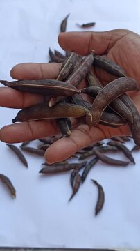 Manual Pod Shelling and Seed Selection of Huizache (Vachellia farnesiana) for Sowing