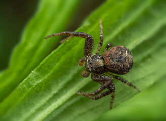 Macro view of a small brown spider perched on a green leaf in a natural setting
