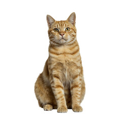 Cute Orange Cat Sitting Isolated.png