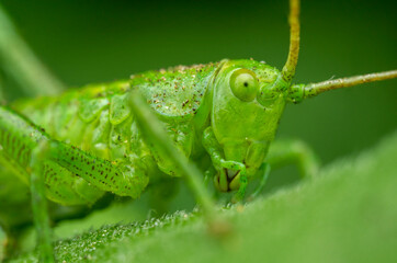 Macro shot of a vibrant green grasshopper resting on a leaf in a lush green environment
