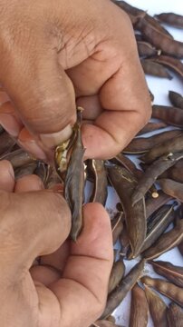Manual Pod Shelling and Seed Selection of Huizache (Vachellia farnesiana) for Sowing