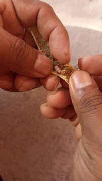 Manual Pod Shelling and Seed Selection of Huizache (Vachellia farnesiana) for Sowing