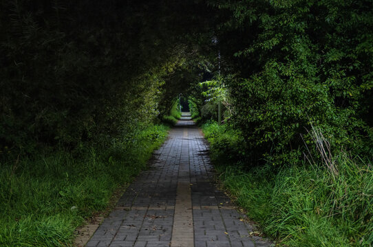 A mysterious path in the park at night, illuminated by the sparse streetlights. A tunnel of overgrown bushes and grass leads into the darkness, Background. Landscape