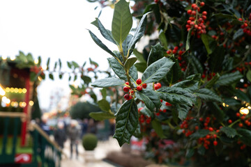 Branch of Ilex or holly plant, Christmas market on background. City decorated for Christmas and New Year.