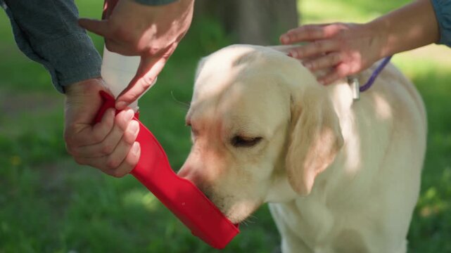 individuals soothing pet calmly outdoors, caretakers gently support labrador with treats outside, friendly guardians provide care and reassurance to labrador in peaceful shaded park setting