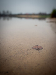 Close-up view of a solitary leaf resting on sandy ground near a calm water body in a subdued atmosphere
