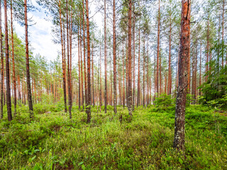 Fototapeta premium trees in the forest