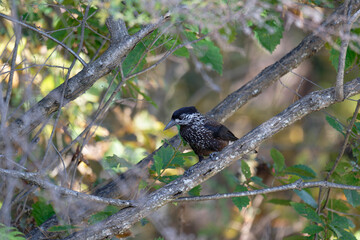 Spotted Nutcracker Perched on Branch