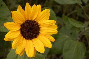 The vibrant winter sunflowers stand tall against a backdrop of leafless trees and cooler season colors.