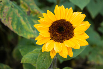 The vibrant winter sunflowers stand tall against a backdrop of leafless trees and cooler season colors.