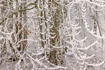 Frosty hanging tree branches in a forest in the winter