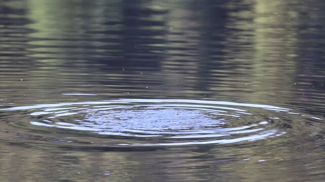 Platypus swimming and quicky diving in a calm lake, creating gentle ripples on the water surface with reflections of surrounding nature on a peaceful day. Sunrise in Tasmania, Australia.