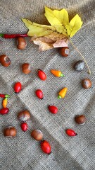 Rustic composition featuring edible wild autumn ingredients. The contrasting colors and textures...