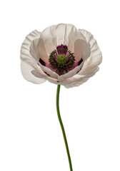 Close-up macro shot of a single vibrant white poppy flower with delicate, translucent petals and a dark, detailed center, on a green stem, isolated on a transparent background with copy space.
