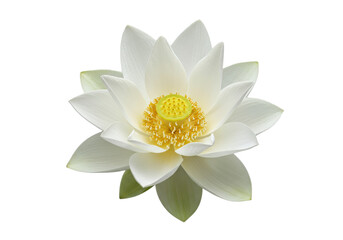 A perfectly bloomed white lotus flower (Nelumbo nucifera) with vibrant white petals, golden stamens, green pistil, dew-kissed, on a seamless transparent studio background, copy space, macro lens.