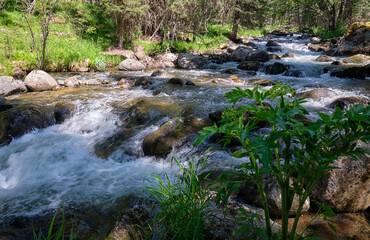 Obraz premium Hogweed grass on the bank of Altai mountain river Verkhniy Kulash.