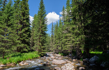 Obraz premium Altai mountain river Verkhniy Kulash. On the river banks there is siberian larch taiga forest.