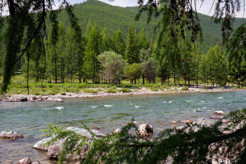 Altai river Bashkaus.  Larch tree branch is on foreground.