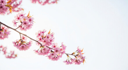 Obraz premium Cherry blossom branch with pink flowers against a pale background 