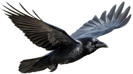 Fototapeta premium A black raven in midflight with wings spread wide, captured in a dynamic pose, perfect for themes of nature, wildlife, and freedom for use in editorial and design projects.