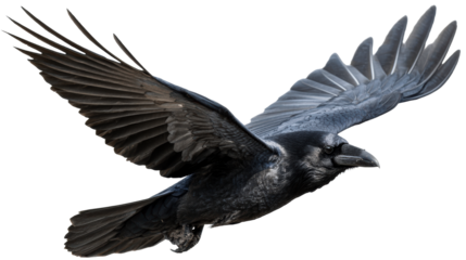 A black raven in midflight with wings spread wide, captured in a dynamic pose, perfect for themes of nature, wildlife, and freedom for use in editorial and design projects.