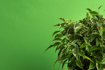 A vibrant Ficus plant exhibiting lush foliage against a green backdrop.