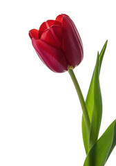 Elegant crimson tulip in full bloom with velvety petals, vibrant green stem and leaves, angled against a transparent studio background with copy space, macro close-up, concept of natural elegance
