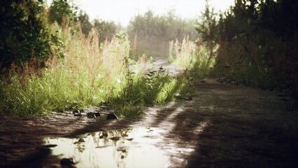 Morning light filters through tall grass and plants along a winding path. A small puddle reflects the vibrant colors, creating a serene and tranquil atmosphere in nature.