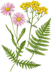 High-quality watercolor botanical illustration of two pink daisies, a yellow dandelion, tansy flowers, and a green fern frond on transparent, natural meadow flora study concept