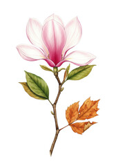 Pristine pink magnolia flower, golden stamens, seasonal leaves, detailed watercolor illustration isolated on bright white, concept of seasonal botanical elegance