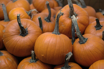 Close-up view of small orange pumpkins with tall dried stems stacked together under soft diffused lighting.