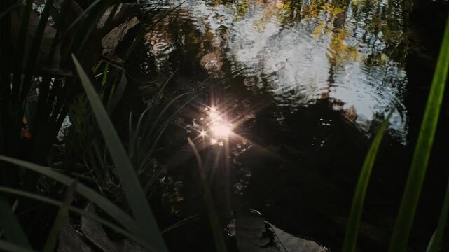 The sunlight sparkles on the surface of a small river, and water striders move.