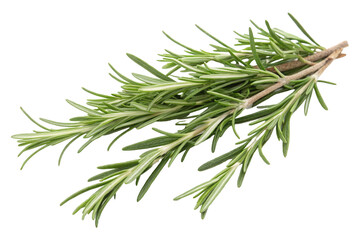 Fototapeta premium Oregano leaf. Fresh oregano on isolated background. Fresh green oregano leaves isolated.