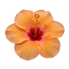 Vibrant orange hibiscus with ruffled petals and prominent stamen, sharply focused on transparent studio background with copy space, natural beauty concept