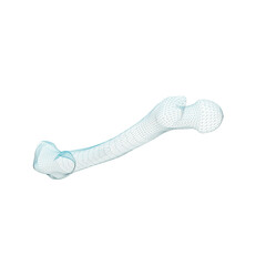 Human Bone 3d render wire frame